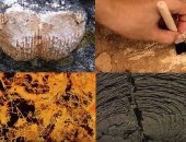 باحثة بجامعة المنصورة: نحدد عمر الحفريات من خلال الصخور