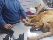 الراحمون يرحمهم الله.. إنقاذ كلب من بتر قدميه بعد إصابته بغرغرينة فى كفر الشيخ "فيديو"