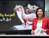 "الفأر" يصدر بمئة دولار لينقذ البشرية.. والأمم المتحدة تحتفل به فى 4 أبريل 