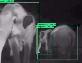 تجميع أكبر مجموعة صور سيلفى لفيلة لتدريب الكاميرات الحرارية على اكتشافها