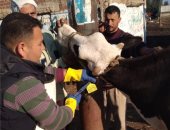 تحصين 170 ألف رأس ماشية ضد "الوادى المتصدع والحمى القلاعية" بكفر الشيخ