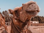 "أحمد الغزولى" يوثق موهبته فى التصوير الفوتوغرافى بصور مميزة 