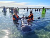 الحوت الطيار يعوم من جديد.. سلسلة بشرية تنقذ 40 حوتا من الموت على شواطئ نيوزيلاندا