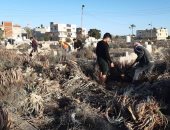 شباب شمال سيناء يواصلون حملات تنظيف المقابر بالعريش.. صور