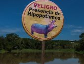 كولومبيا تبدأ "تعقيم" أفراس النهر بلقاح مانع للحمل بعد تسببها بمشاكل بيئية