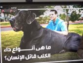 داء الكلب "السعار".. نصائح للحماية من مرض خفى يفتك بالبشر.. فيديو