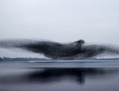 سرب من الطيور  تتشكل على هيئة طائر عملاق فوق بحيرة بأيرلندا.. فيديو وصور