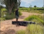 تمساح يستجيب لمذيع أسترالى بالنزول إلى بركة مياه.. فيديو وصور