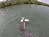 تمساح يخطف سمكة قرش من صنارة صياد ويلتهمها.. فيديو وصور