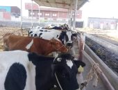 تحصين 163 ألف رأس ماشية ضد الحمى القلاعية بالدقهلية.. صور