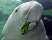 12 معلومة عن عروسة البحر المُهددة بالإنقراض.. "وزنها يصل لـ900 كجم"