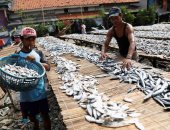 التجفيف بالشمس.. عادات وتقاليد صناعة الأسماك فى جاكارتا