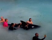 إنقاذ حوت علق وسط الشعاب المرجانية قرب شواطئ الدومينيكان.. فيديو وصور