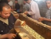 سيدى غازى.. قرية مصرية تصدر الخرشوف للعالم.. فيديو