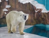 فندق الدب القطبى.. متنزه ترفيهى فى الصين وحماة الحياة البرية يتحفظون .. ألبوم صور