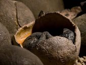 العثور على بقايا ديناصور يرقد على بيض متحجر فى الصين.. اعرف التفاصيل