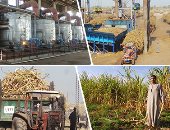 مراحل إنتاج سكر القصب.. "كوم أمبو" أكبر مصدر للسكر المحلى فى مصر.. ألبوم صور
