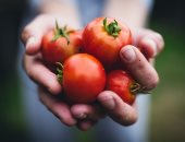 تجنب الرش المفرط.. تعرف على أهم النصائح لمزارعى الطماطم