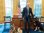 بعد عضه أحد أفراد الأمن .."بايدن" عن كلبه: لطيف ومعظم سكان البيت الأبيض يحبونه