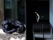 مجموعات الشمبانزى فى حدائق حيوان بالتشيك تتواصل عبر "زووم" فى ظل عزلة كورونا