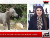أبرز لقطة.. رئيس قسم الحياة البرية بجامعة قناة السويس: لا وجود لحيوان السلعوة