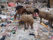 أهالى مسطرد بالقليوبية يشكون من انتشار القمامة.. والمحافظة توجه بشن حملة مكبرة