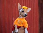 خلى بالك من كلبك.. احتفال فى نيكارجوا لتدليل الحيوانات الأليفة.. ألبوم صور