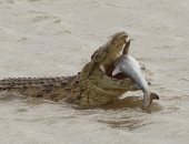 لقاء غير متوقع.. تمساح عملاق يبتلع سمكة قرش فى أستراليا.. صور