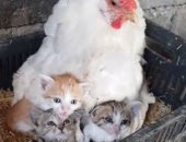 دجاجة تحتضن 3 قطط صغار بعد فقدانهم أمهم.. صور