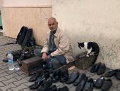 حارس القطط.. عم محمد ماسح الأحذية وهب حياته لرعاية الحيوانات "فيديو"
