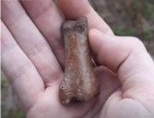اكتشاف أحفورة لإصبع قدم يثير الجدل حول حقيقة وجود المخلوق الأسطورى "بيج فوت"