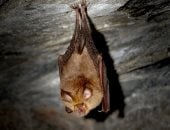 الصحة العالمية: كورونا انتقل من الخفافيش عبر حيوان مجهول إلى البشر
