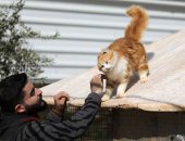منتجع القط مشمش.. ملجأ للحيوانات المشردة ومصابى الحروب فى سوريا