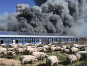 نفوق أكثر من 55 ألف خنزير جراء حريق بمزرعة فى ألمانيا