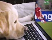 زعلان على خسارة فريقه.. كلب يتابع مباراة بين روسيا والدنمارك.. فيديو