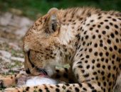 مقتل امرأة أثناء تنظيفها قفص للنمور في حديقة للحيوانات البرية بتشيلي