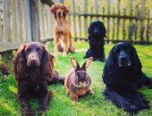 كلاب وأرانب .. شقيق كيت ميدلتون ينشر صور لحيواناته فى حديقة منزله الجديد