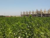 الصحراء مليانة كنز.. أول مزرعة صحراوية لإنتاج الحرير من شجر التوت بقنا.. فيديو