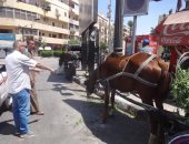 رئيس مدينة الأقصر يؤكد التزام عربات الحنطور بوضع "بامبرز الخيول".. صور