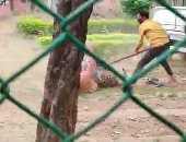 نمر برى يهاجم رجلين فى حديقة حيوانات بإحدى حدائق الهند .. فيديو