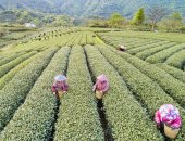 جولة سياحية لتجربة قطف وشراء أوراق الشاى الأخضر فى مزارع صينية.. صور