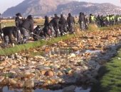 بوليفيون ينظفون بحيرة مليئة بالقمامة منذ سنوات لجذب السياحة.. فيديو وصور