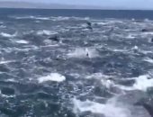 مئات الدلافين تسبح بالقرب من شواطئ ولاية أمريكية فى مشهد رائع.. فيديو