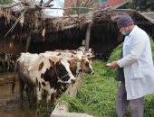 تحصين 50946 رأس ماشية بالدقهلية ضد مرض الجلد العقدى للأبقار وجدرى الأغنام 