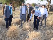 حصاد 40 فدان قمح بمزرعتى جامعة سوهاج.. صور