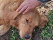 مشهد مؤثر.. كلبة تبكى أثناء الحفر لدفن جرائها بعد وفاتهما.. فيديو وصور