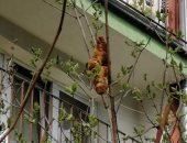 حيوان غريب على شجرة ببولندا يرعب السكان.. والنتيجة مفاجأة