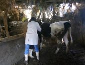 بيطرى المنوفية: تحصين 142 ألف رأس ماشية ضد الجلد العقدى وجدرى الأغنام