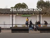حديقة حيوان فى لندن تفتح أبوابها أمام الزوار بعد تخفيف إجراءات كورونا.. فيديو