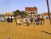 "اليوم السابع" داخل أكبر سوق للجمال بالصعيد.. وصفقات سوق دراو الأسبوعى.. فيديو وصور